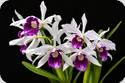 Laelia purpurata schusteriana Chief
